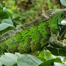 Huge green iguana, more than 1.50 meters long